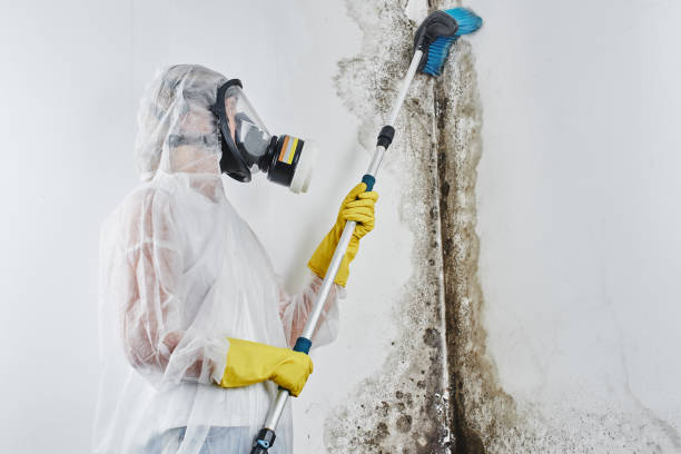 Best Mold Removal Company Near Me  in Pawnee, OK