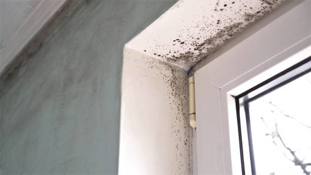 Best Home Mold Removal  in Pawnee, OK