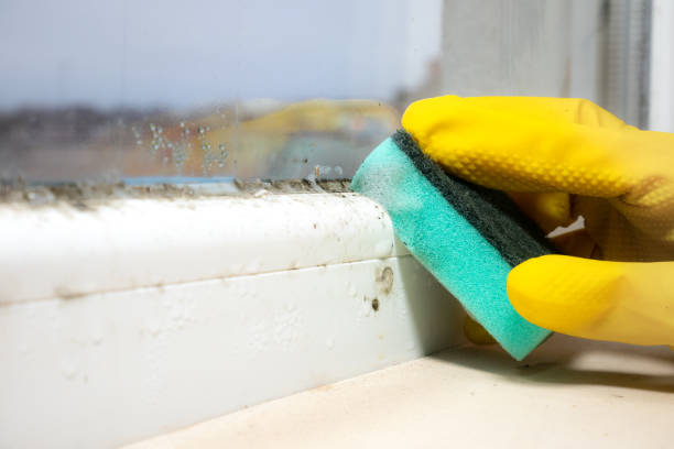 Best Attic Mold Removal  in Pawnee, OK