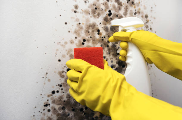 Best Residential Mold Removal  in Pawnee, OK